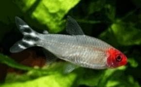 Rummy Nose Tetra