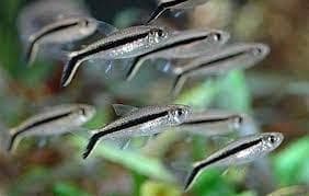 Penguin Tetra