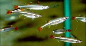 White Cloude Mountain Minnow