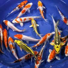 Koi/Carp Mixed