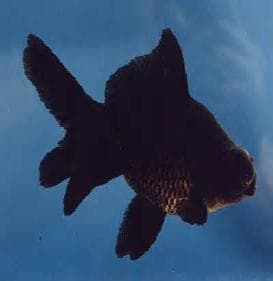 Black Moor