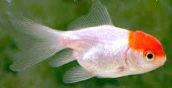 Red Cap Oranda