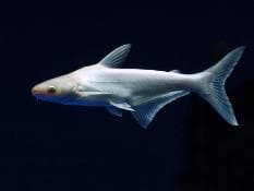 Catfish White