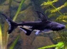 Catfish Black