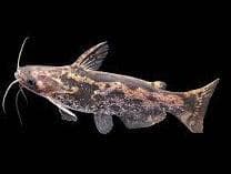 Wood Catfish