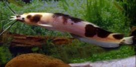 Marble Catfish