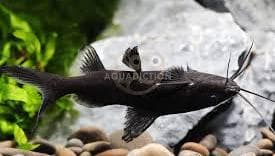Upside Down Catfish