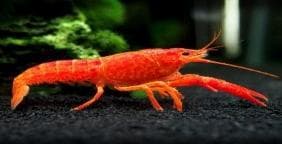 Red Lobster