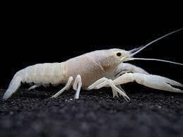 Maroon Lobster