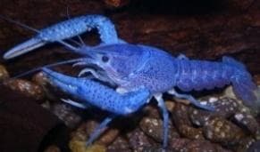 Blue Lobster