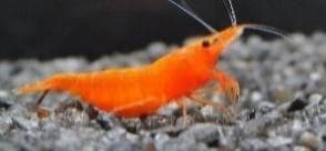 Blue Shrimp