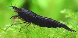 Black Shrimp