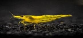 Yellow Golden Cross back Shrimp