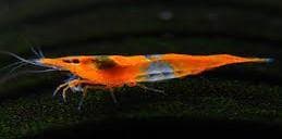 Orange Rilli Fighters