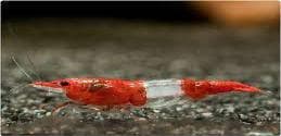 Red Rilli Shrimp