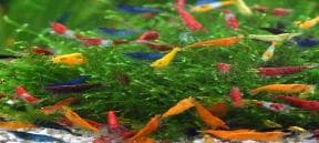 Assoted Shrimp