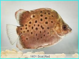 Scatophagus rubrifrongs - Scat (Red)