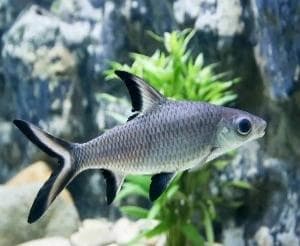 Rainbow Shark
